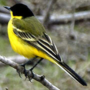 Western Yellow Wagtail