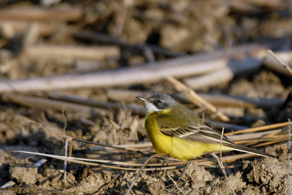 Western Yellow Wagtail, identification