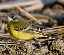 Western Yellow Wagtail