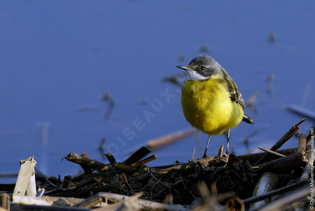 Western Yellow Wagtail, identification