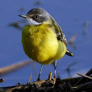 Western Yellow Wagtail