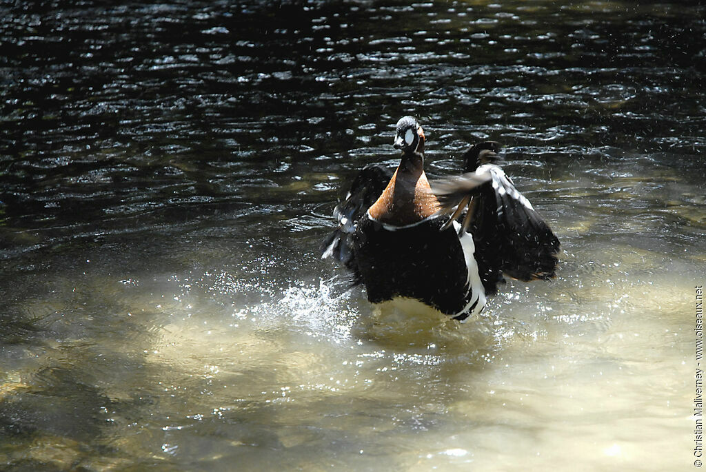 Red-breasted Gooseadult