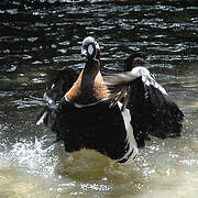 Red-breasted Goose