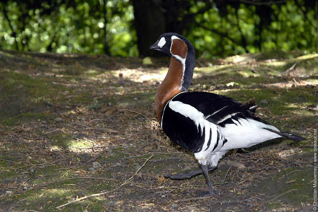 Red-breasted Gooseadult