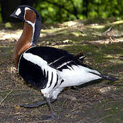 Red-breasted Goose