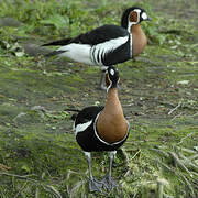 Red-breasted Goose