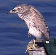 Black-crowned Night Heron