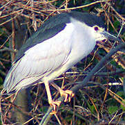 Black-crowned Night Heron