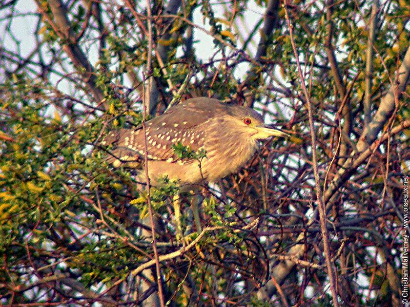 Black-crowned Night Heronimmature