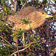 Black-crowned Night Heron