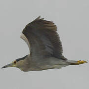 Black-crowned Night Heron