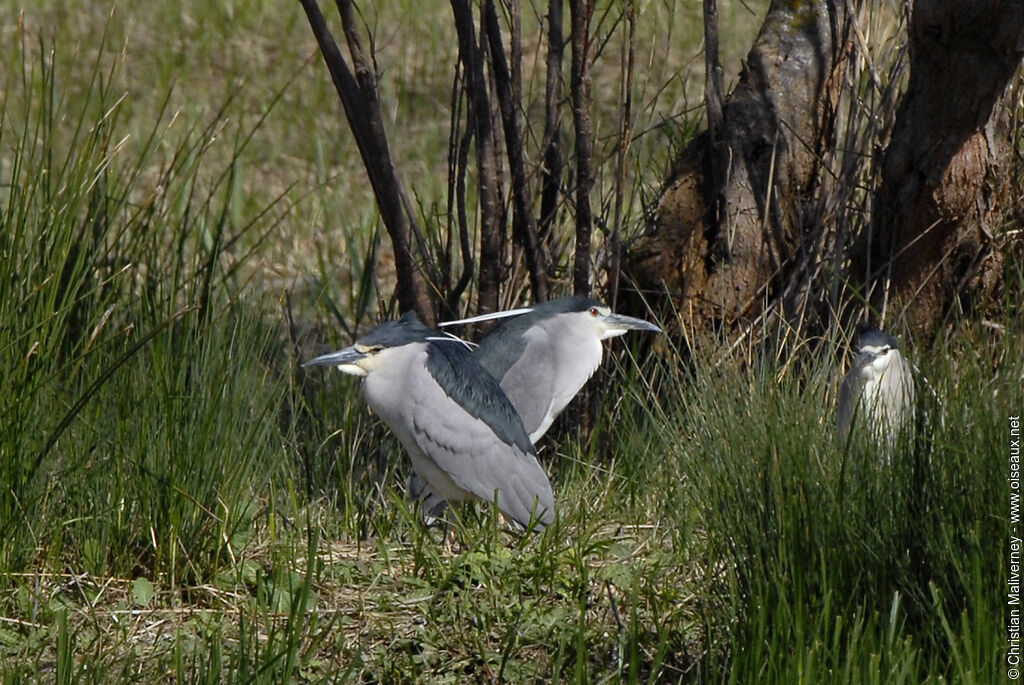 Black-crowned Night Heronadult breeding