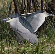 Black-crowned Night Heron