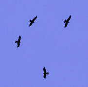 European Honey Buzzard