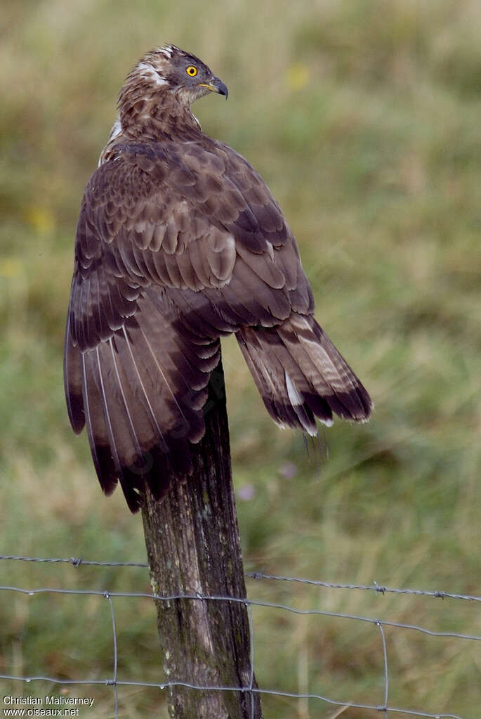 European Honey Buzzard male adult, care, aspect, Behaviour