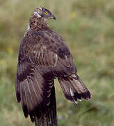 European Honey Buzzard