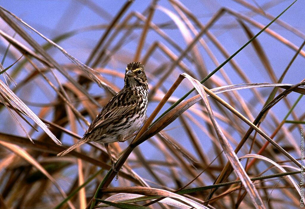 Savannah Sparrowadult