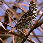 Savannah Sparrow