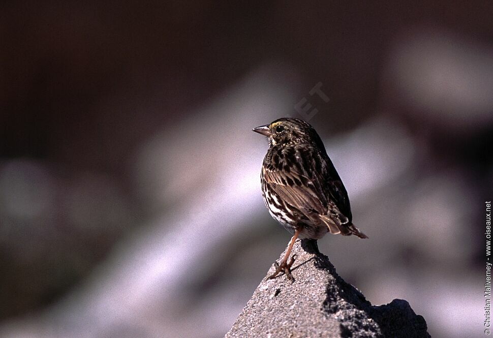 Savannah Sparrow