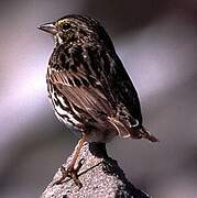 Savannah Sparrow