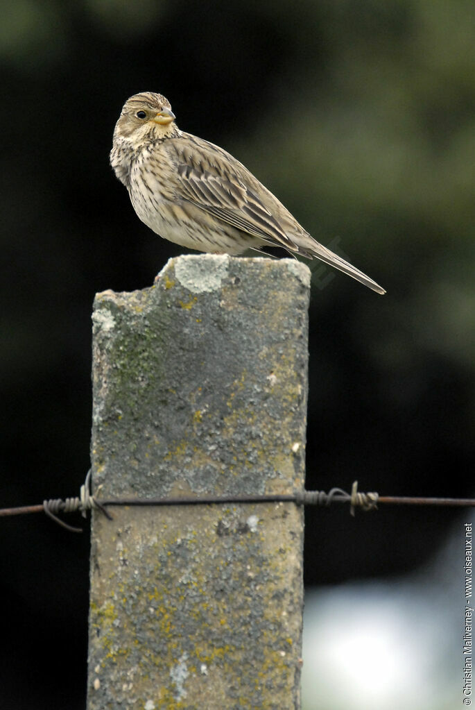 Corn Bunting male adult