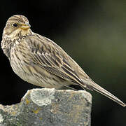 Corn Bunting