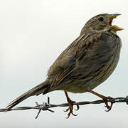 Corn Bunting