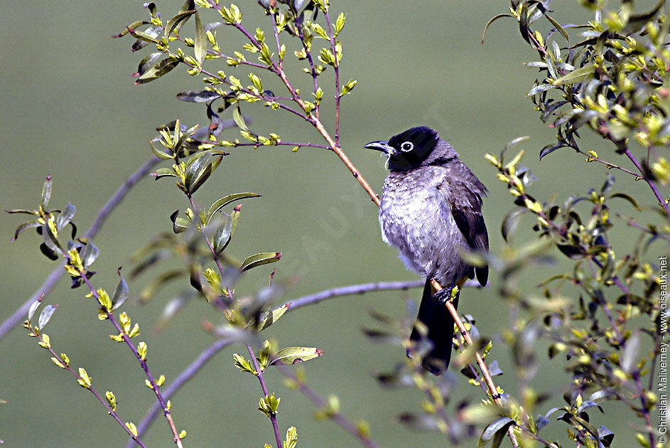 White-spectacled Bulbuladult