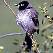 Bulbul d'Arabie