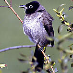 Bulbul d'Arabie