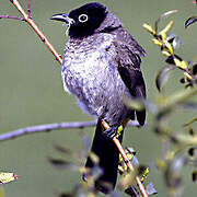 White-spectacled Bulbul