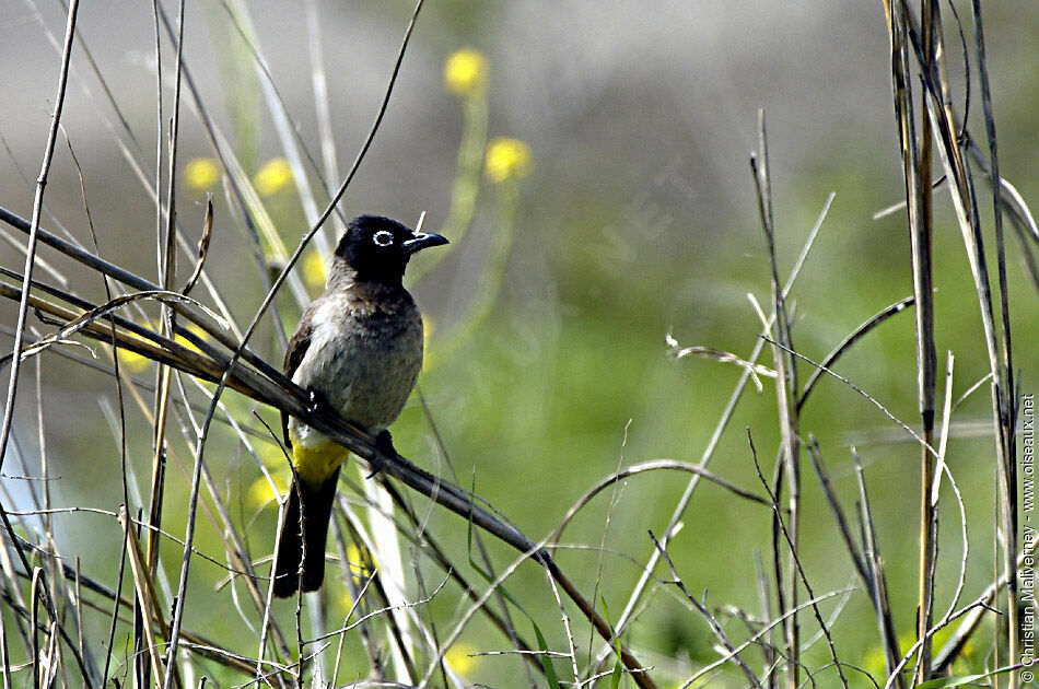 Bulbul d'Arabieadulte