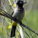 Bulbul d'Arabie