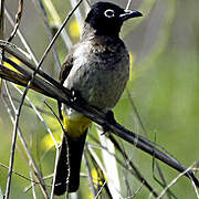 White-spectacled Bulbul