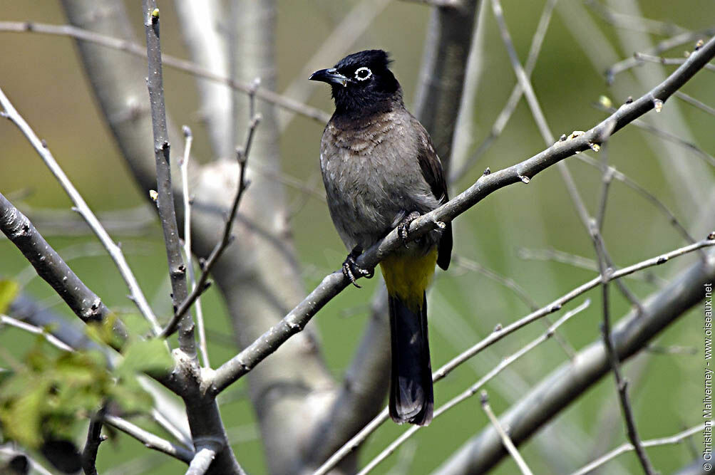 White-spectacled Bulbuladult