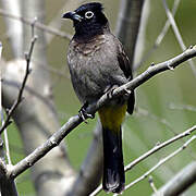 Bulbul d'Arabie