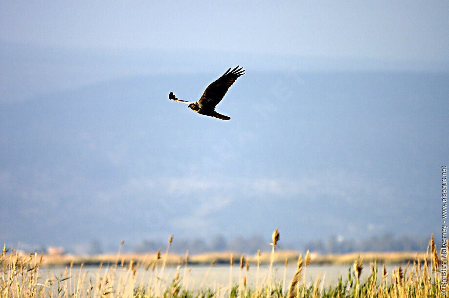 Western Marsh Harrier female adult