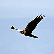 Western Marsh Harrier