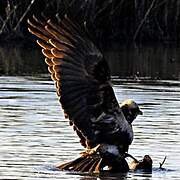 Western Marsh Harrier