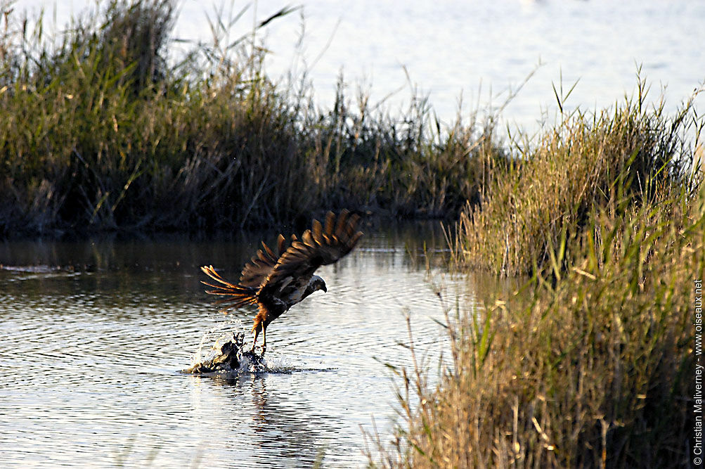 Western Marsh Harrieradult