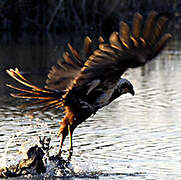 Western Marsh Harrier