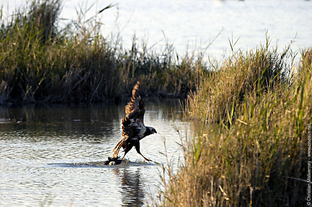 Western Marsh Harrieradult