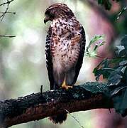 Red-shouldered Hawk