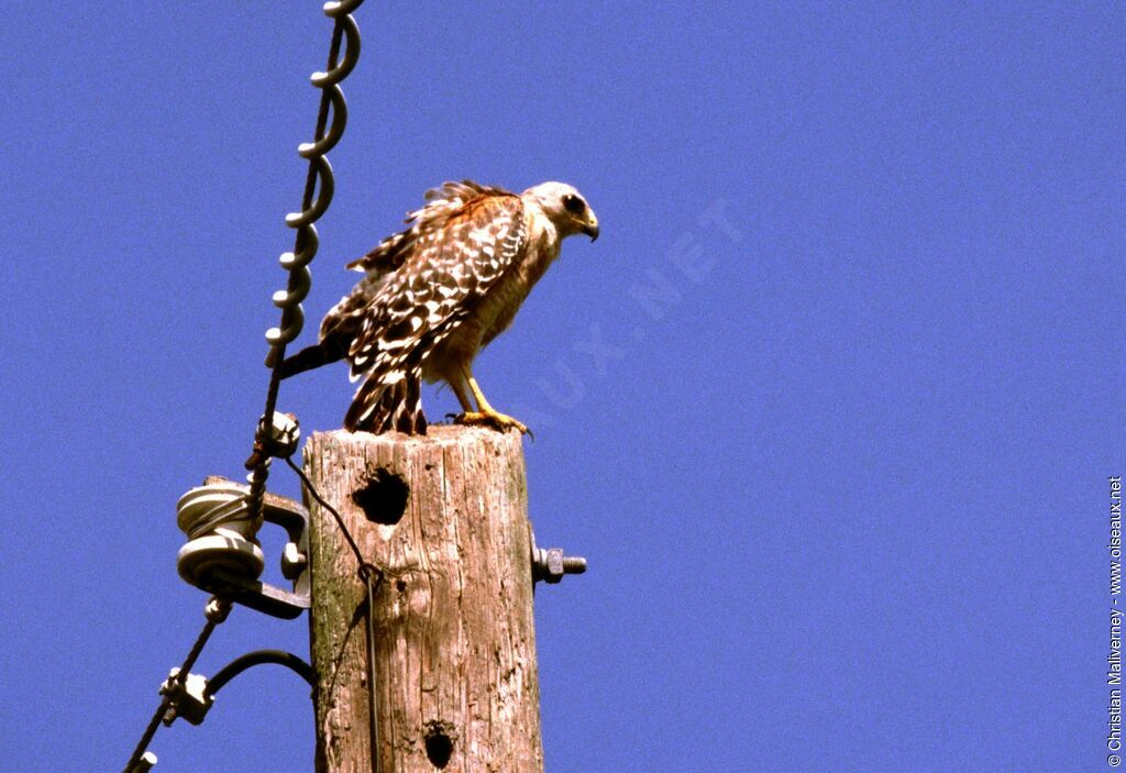 Red-shouldered Hawkadult