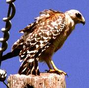 Red-shouldered Hawk