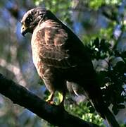 Roadside Hawk