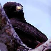 Short-tailed Hawk