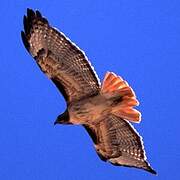 Red-tailed Hawk