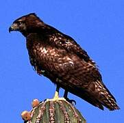 Red-tailed Hawk