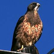 Swainson's Hawk